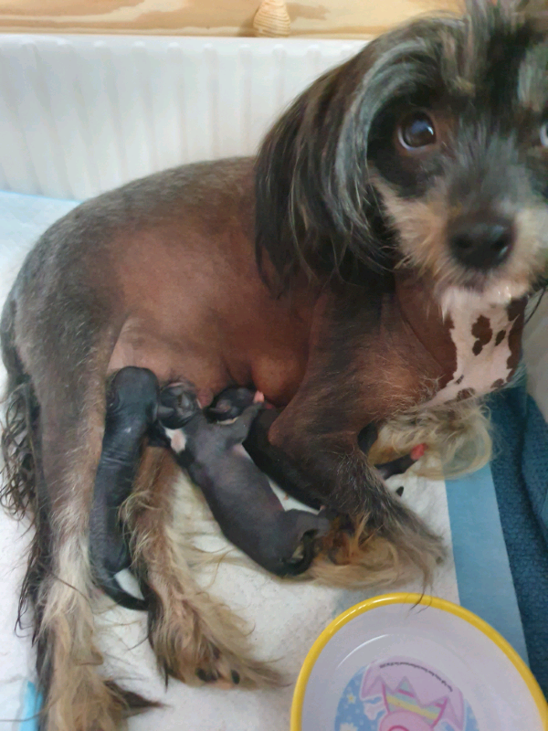 chinese crested gumtree